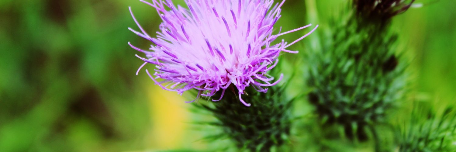 How Liver Health Affects Your Hormone Levels