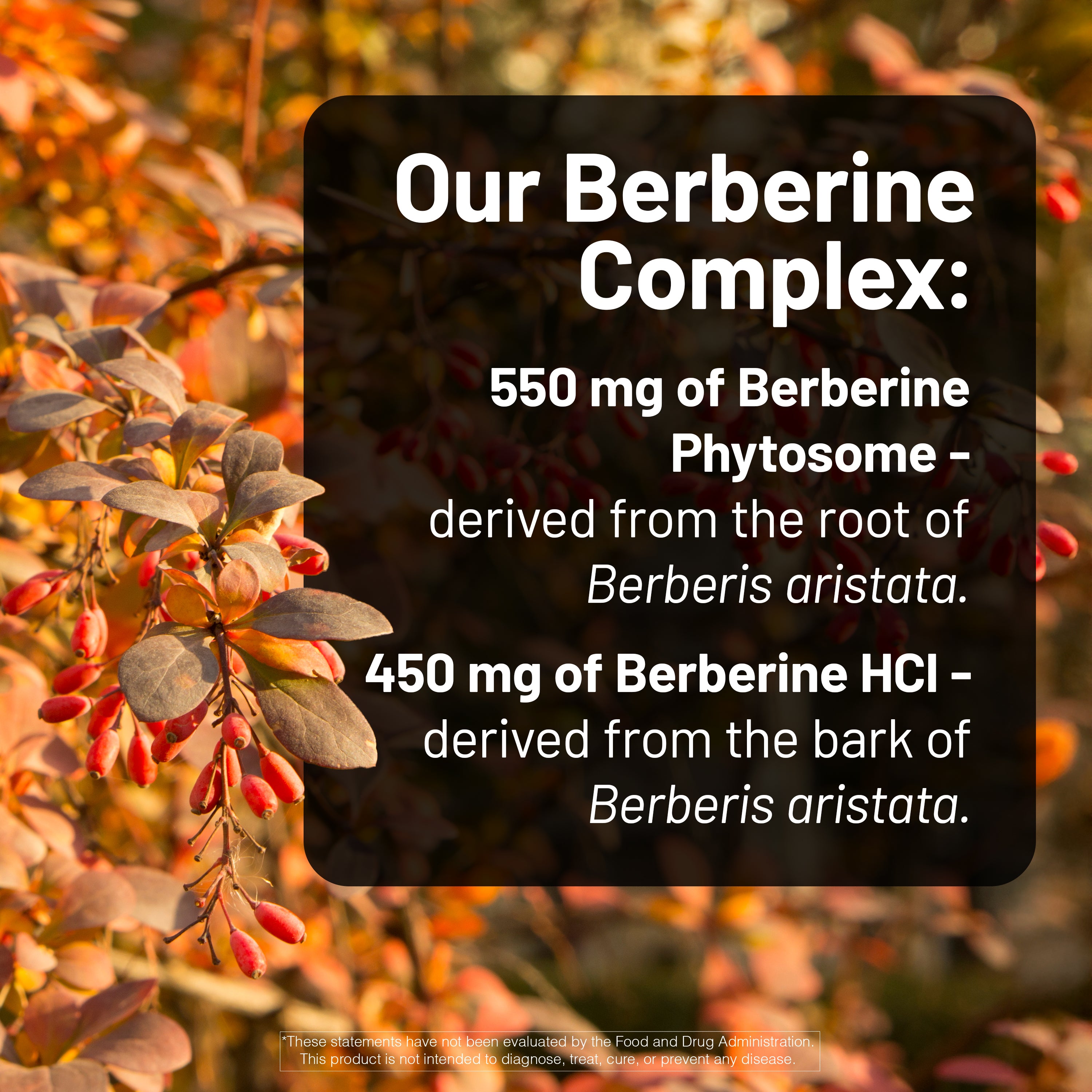 Berberine complex information overlay with a background of Berberis aristata plant.
