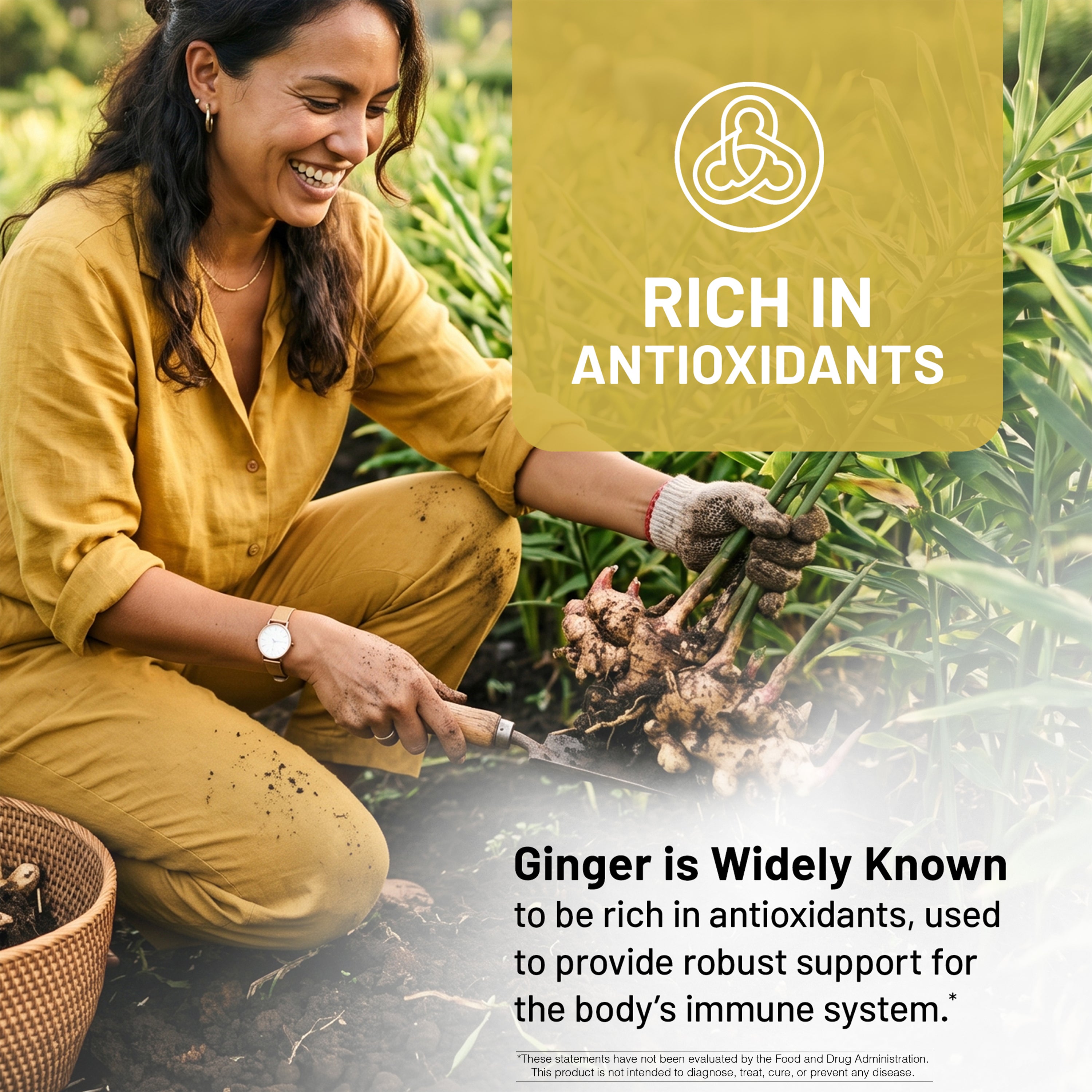 Woman in yellow outfit tending to plants with text about ginger being rich in antioxidants.