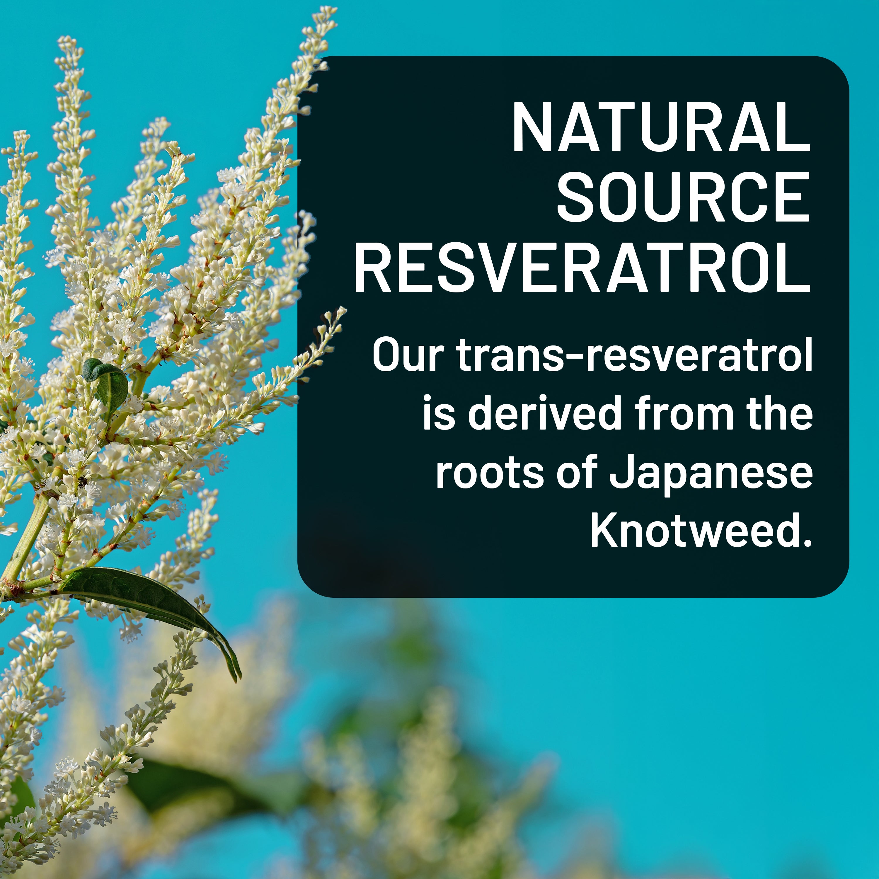 Advertisement for natural source resveratrol with text and plant imagery on a blue background
