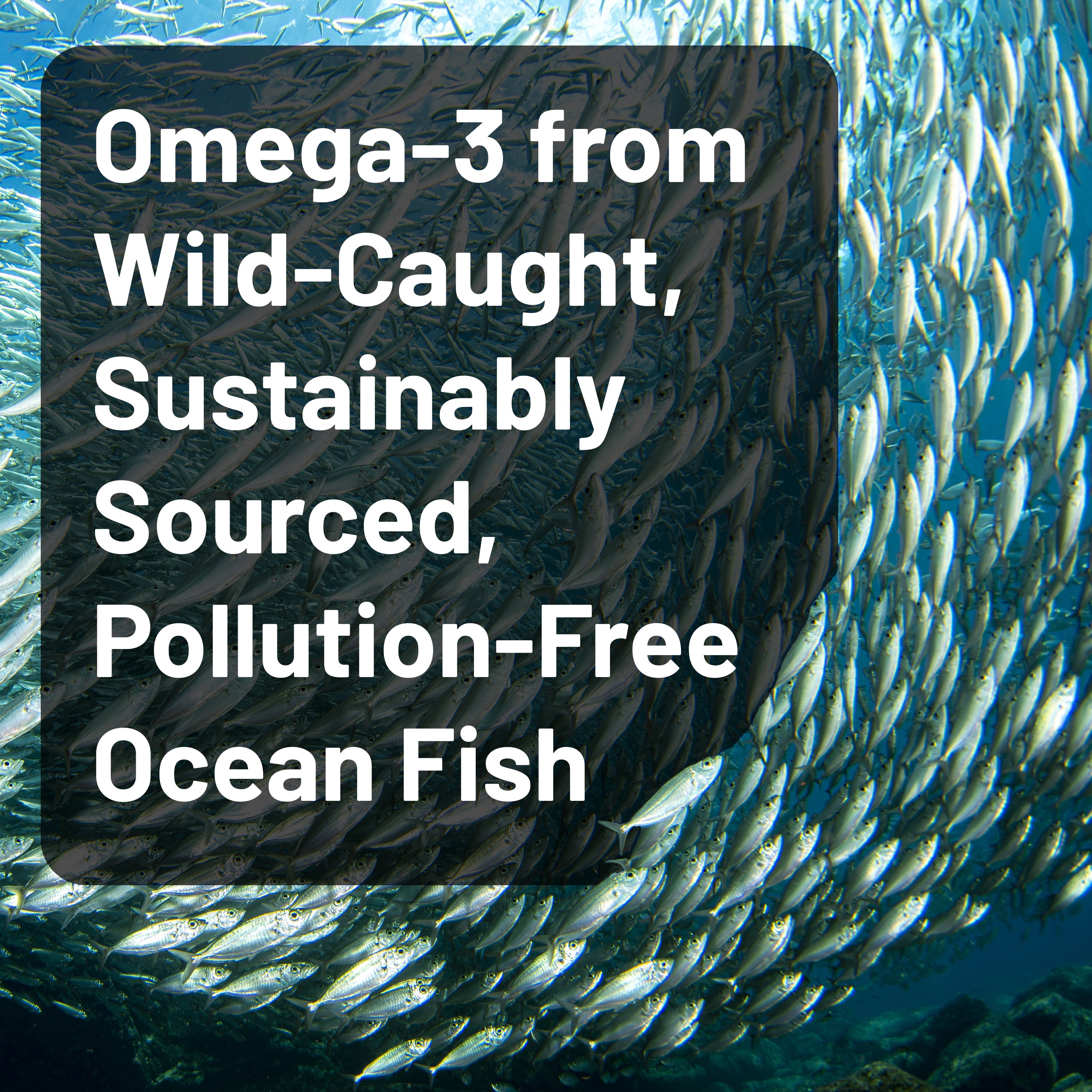 School of fish with text overlay about omega-3 from wild-caught, sustainably sourced, pollution-free ocean fish.