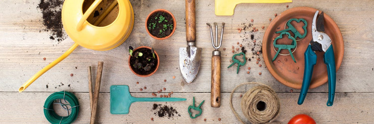 9 Great Plants for a Beginner’s Food Garden