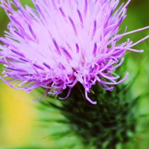 How Liver Health Affects Your Hormone Levels