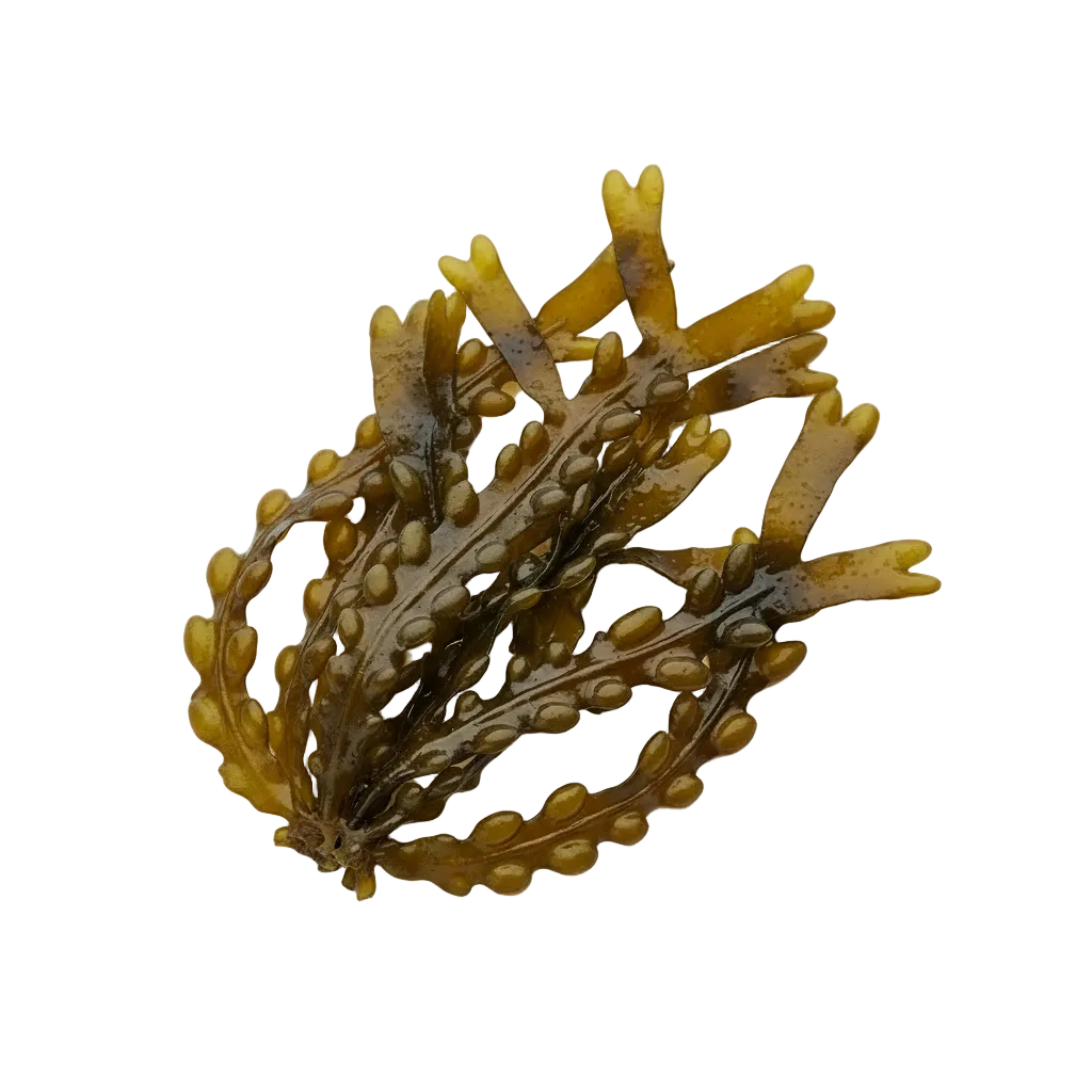 Bladderwrack against a white background