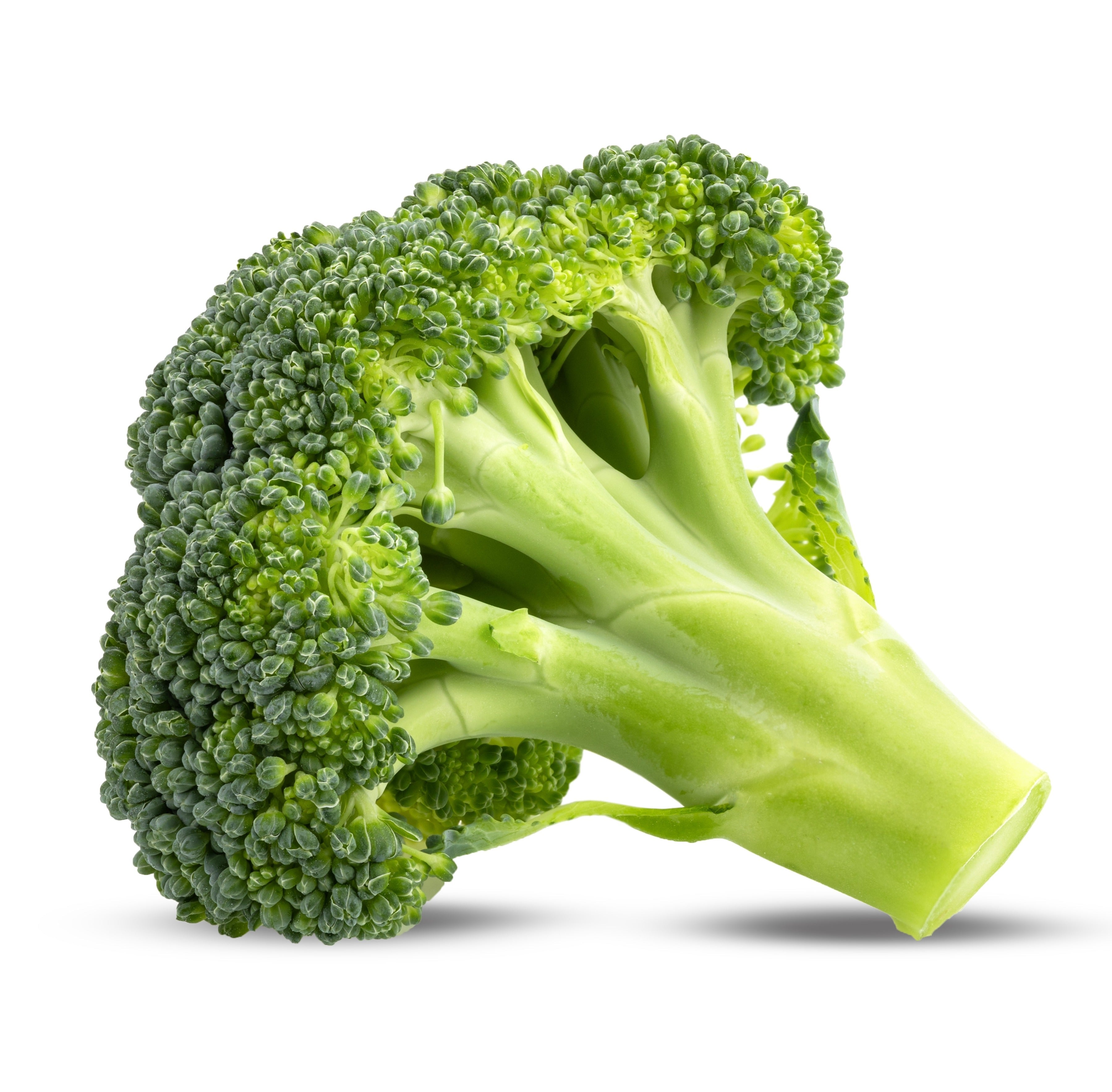 Green broccoli head on a white background