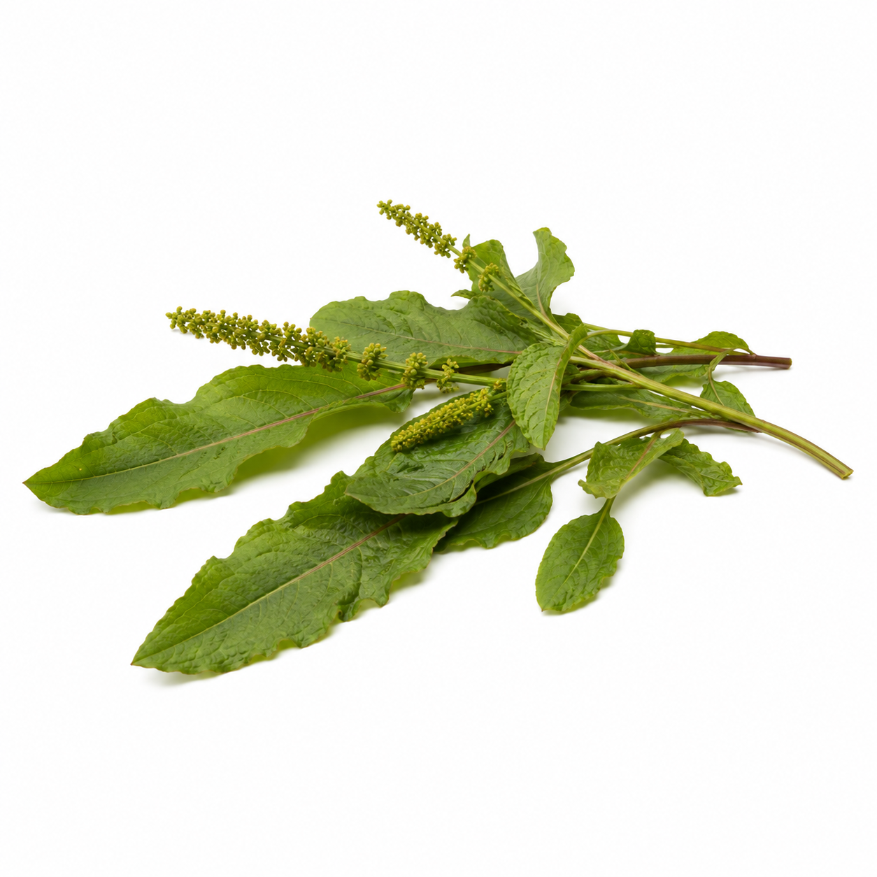 Yellow Dock herb against a white background