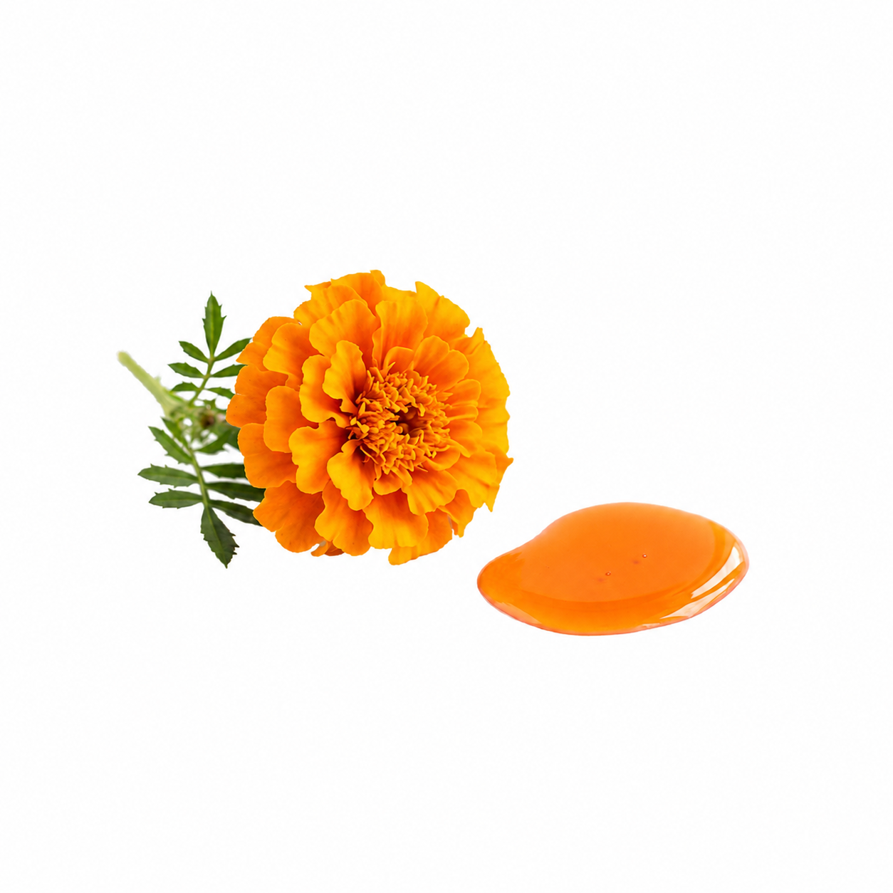 loraGLO ingredient from an orange marigold flower with green leaves and an orange droplet on a white background