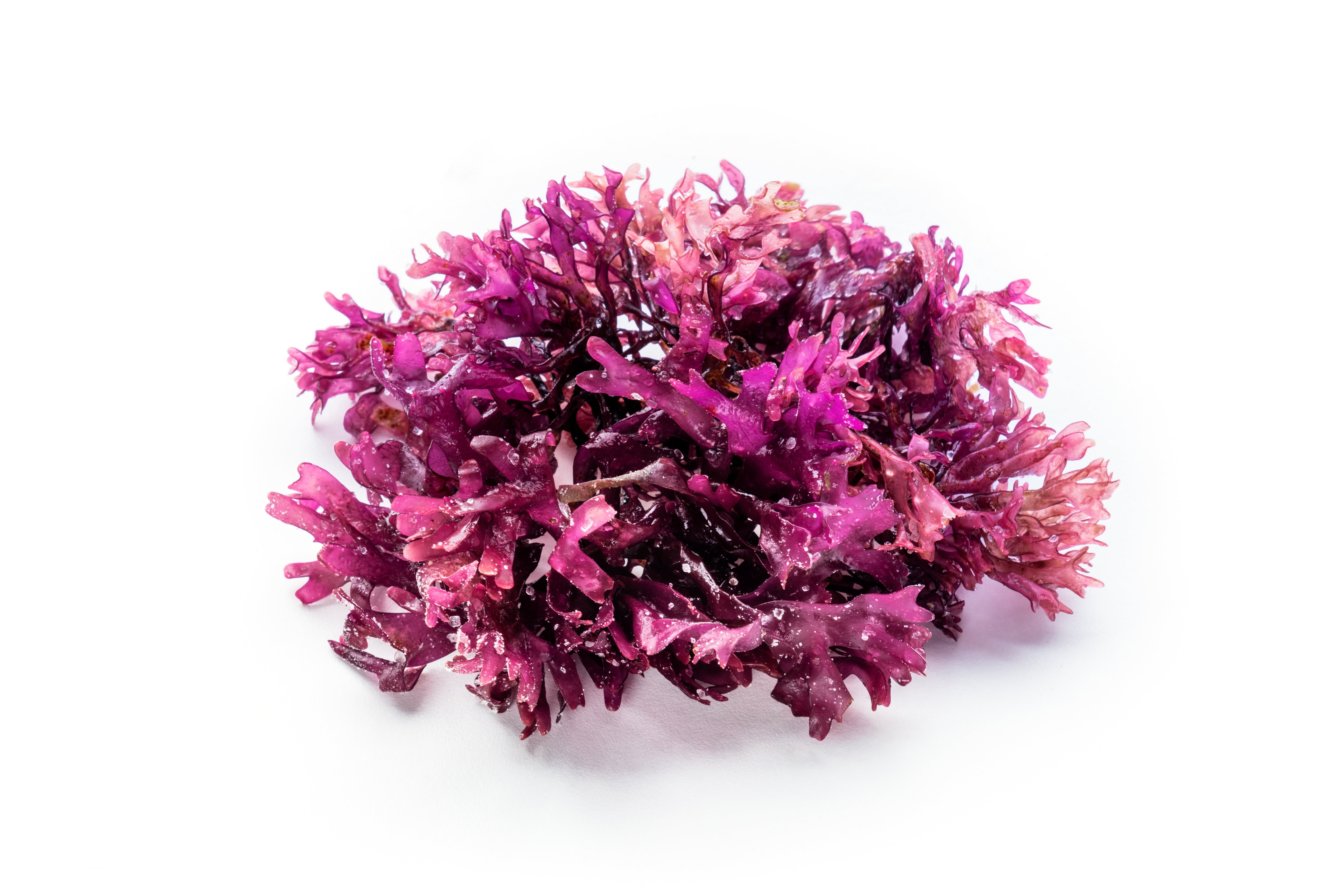 Irish Sea Moss against a white background