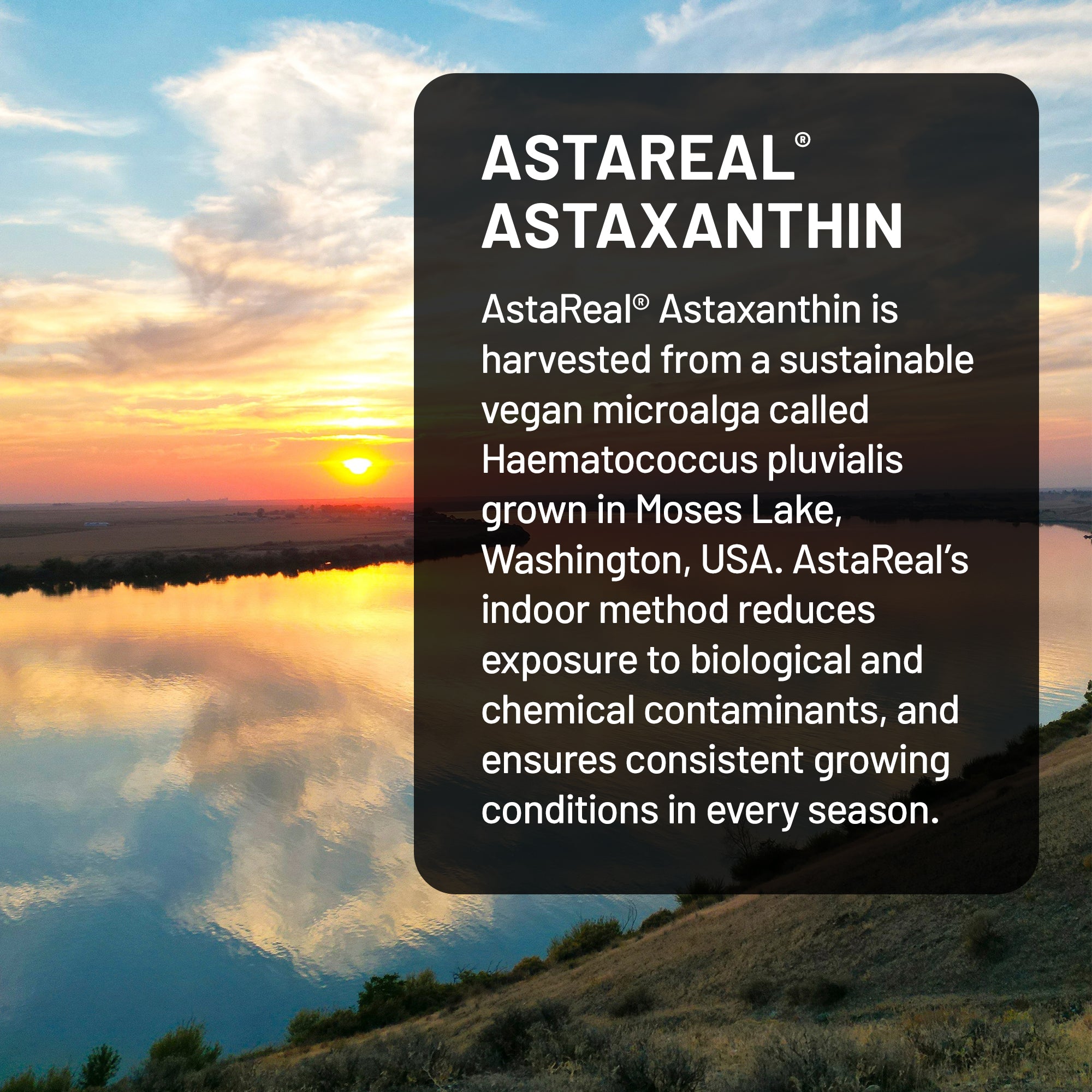 Sunset over a lake with text about AstaReal Astaxanthin supplement and its harvesting process.