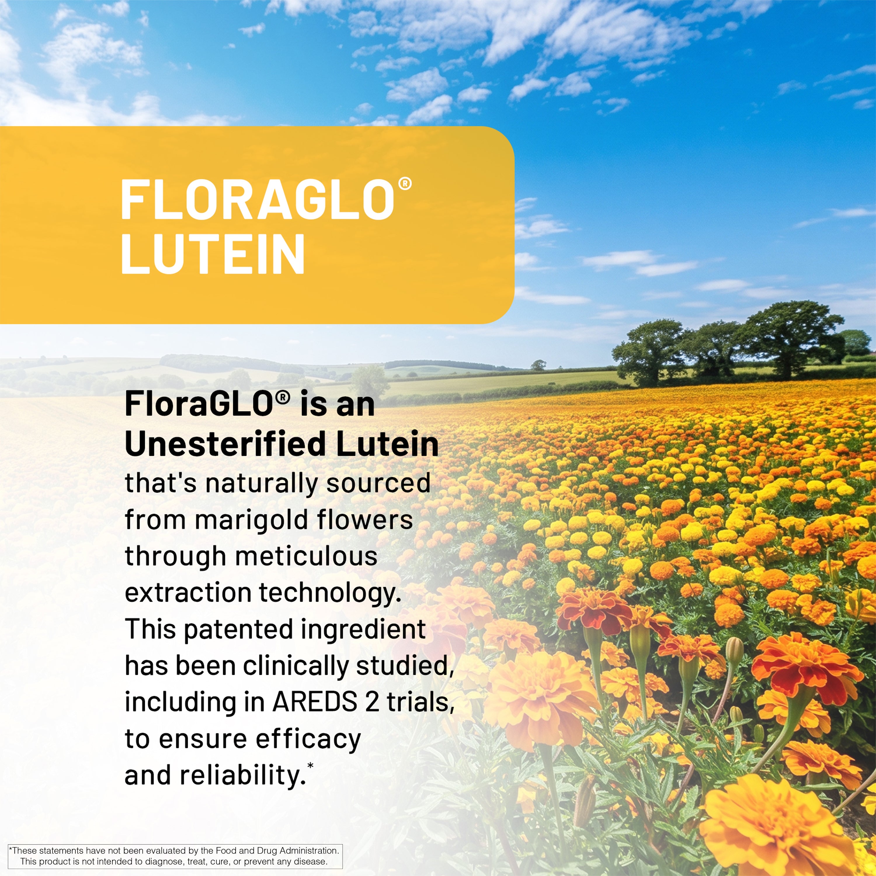 A promotional graphic for FLORAGLO LUTEIN featuring a bright yellow banner at the top left and a scenic background of a sunlit marigold field under a blue sky. Text on the left explains that FloraGLO is an unesterified lutein sourced from marigold flowers.
