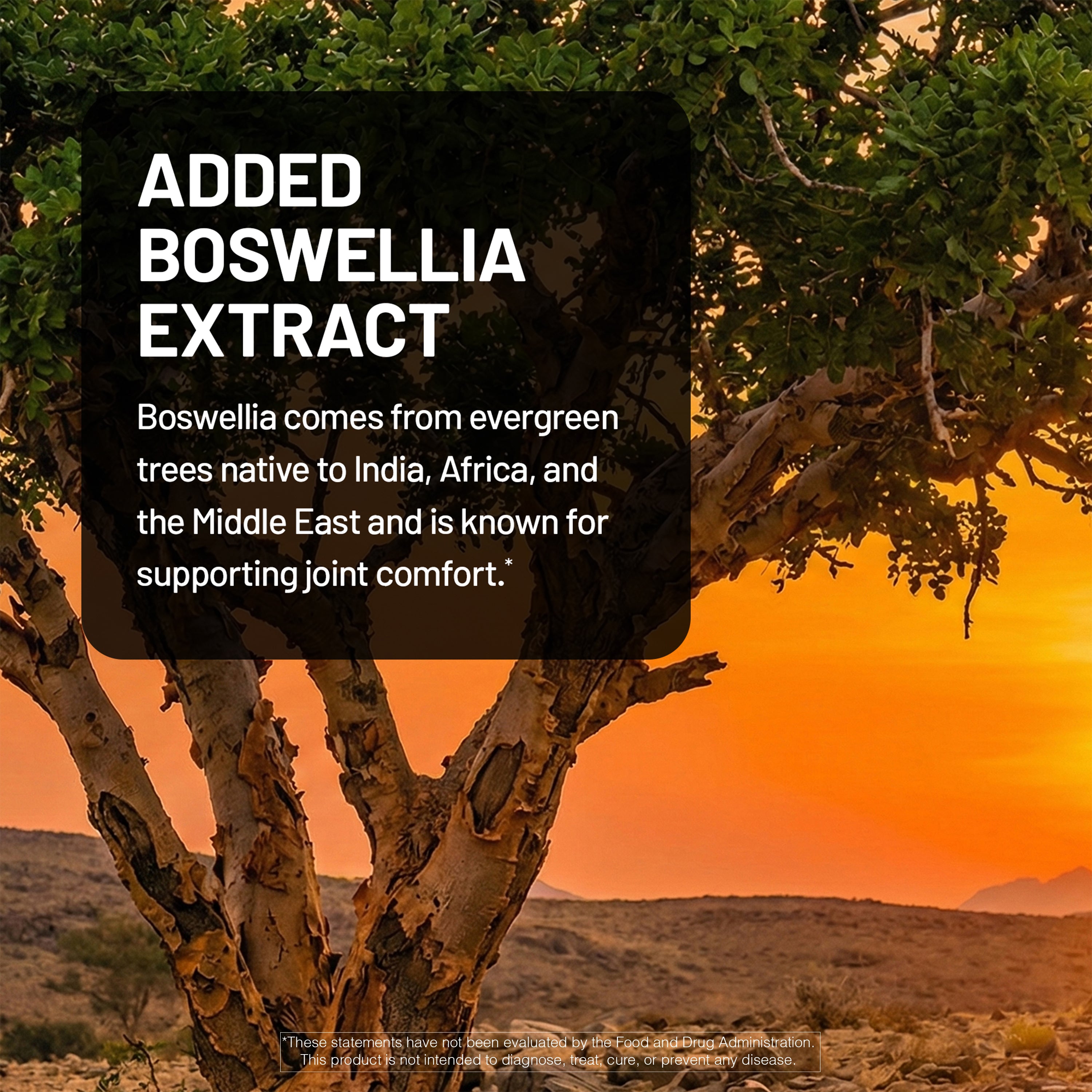 Tree with sunset background and text about added boswellia extract