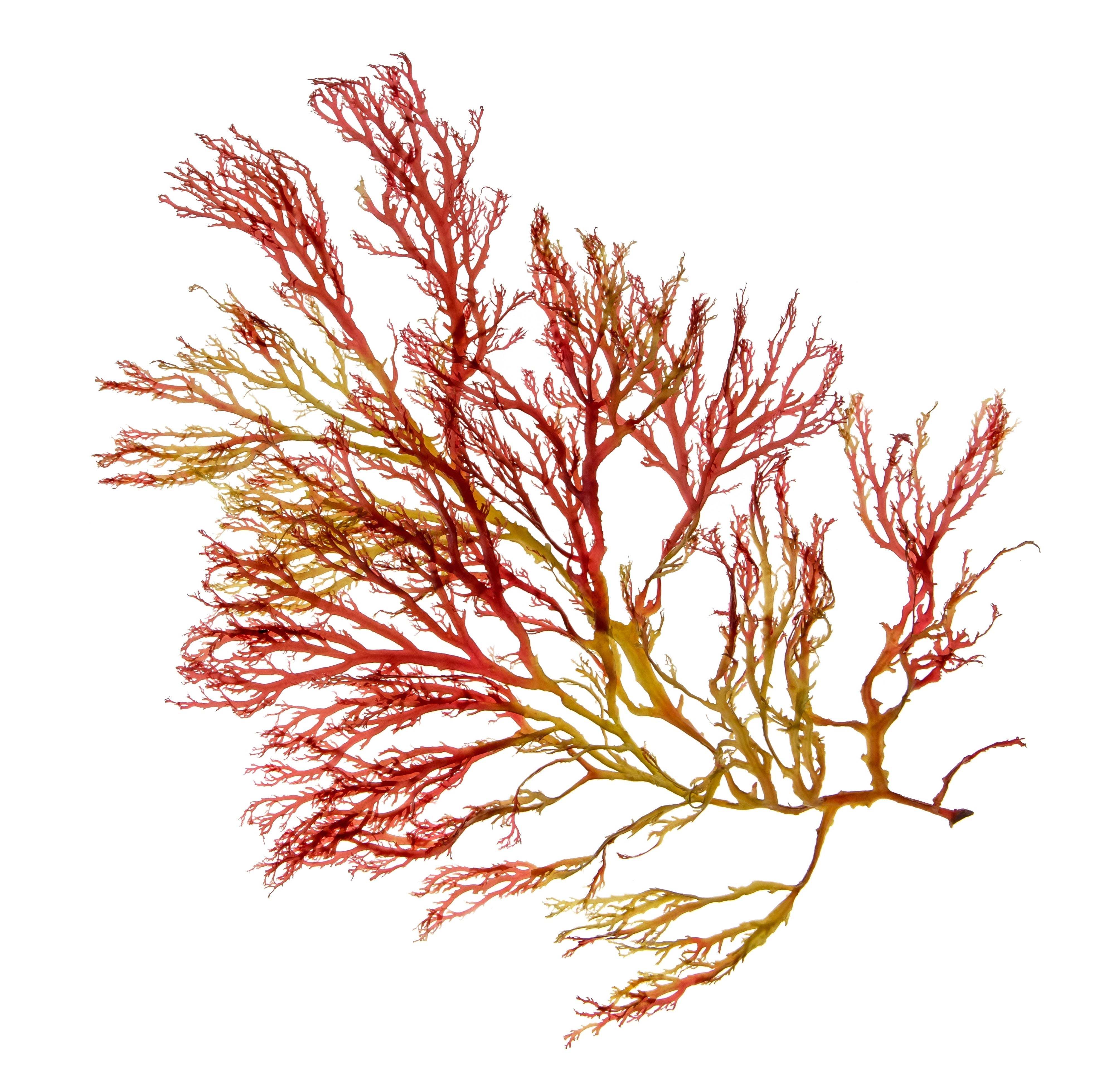 Aquamin™ Calcium from Red Algae on a white background